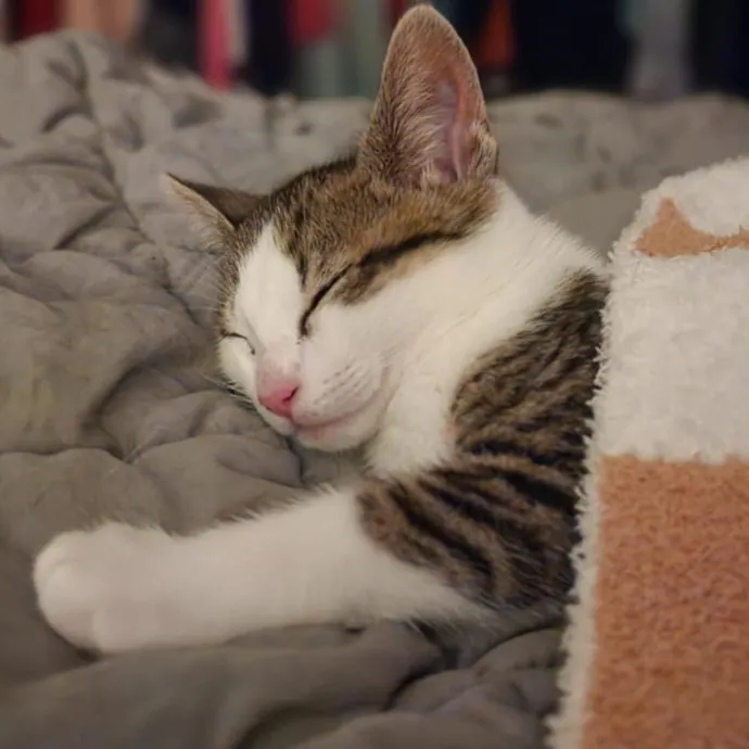 The Marvelous Cat Sitter photo 2