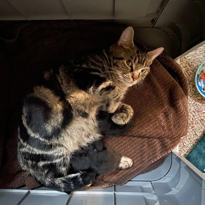 Nova Cat Sitter