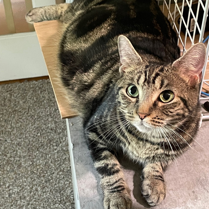 Nova Cat Sitter