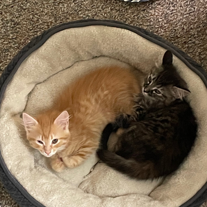 Nova Cat Sitter photo 3
