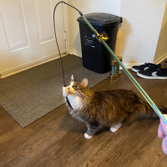 Nova Cat Sitter photo 2