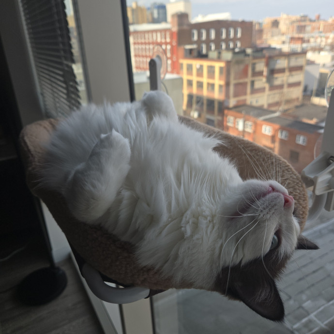 Will Love Your Cat As Much As You Do
