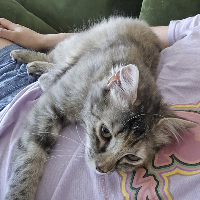Will Love Your Cat As Much As You Do