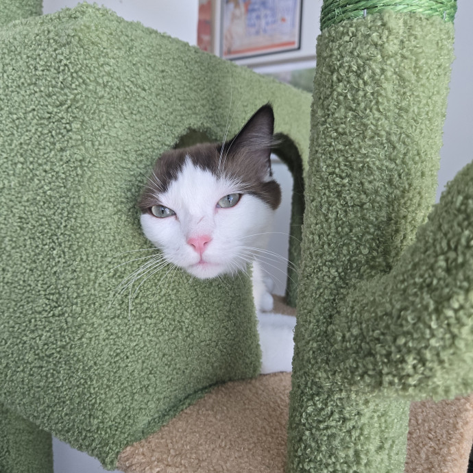 Will Love Your Cat As Much As You Do