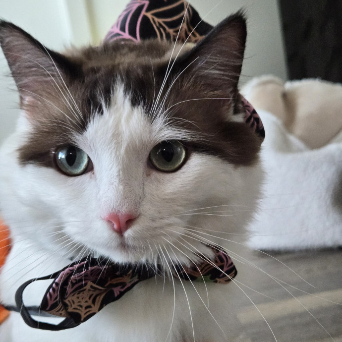 Will Love Your Cat As Much As You Do photo 3