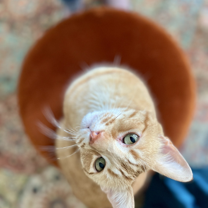 Bonded  Cpr Certified Cat Mom