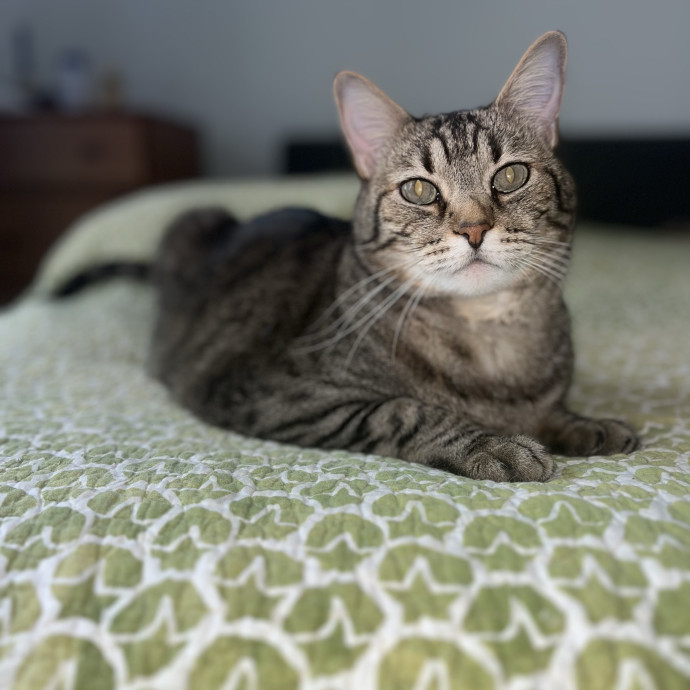 Bonded  Cpr Certified Cat Mom