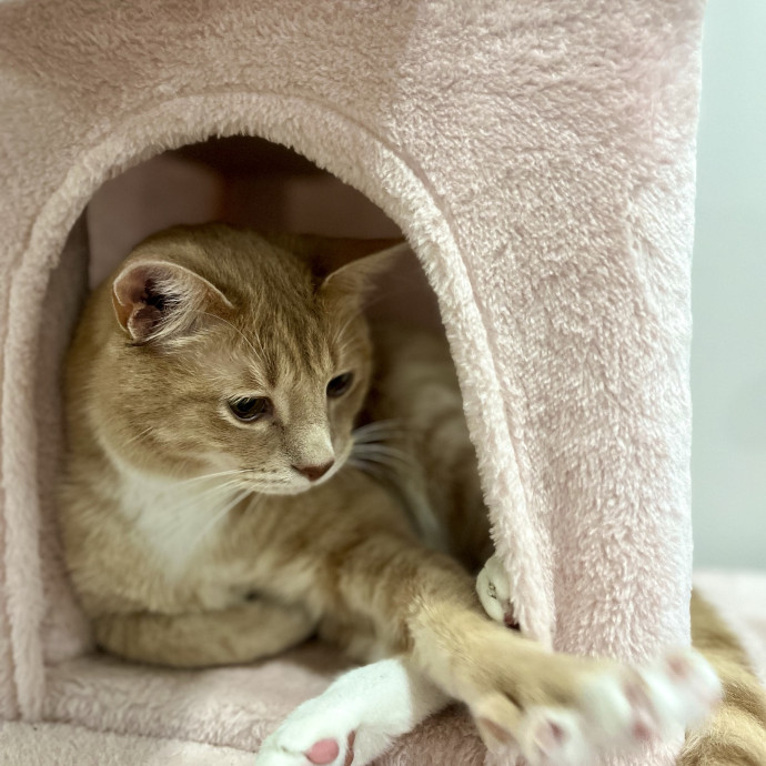 Bonded  Cpr Certified Cat Mom