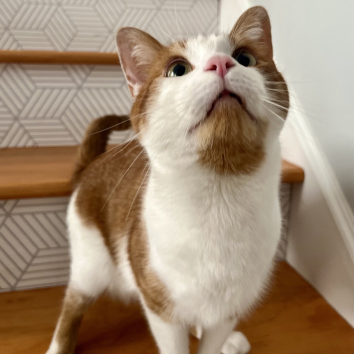 Bonded  Cpr Certified Cat Mom