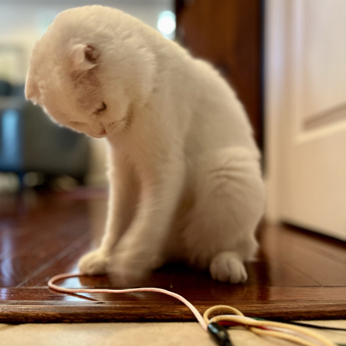 Bonded  Cpr Certified Cat Mom