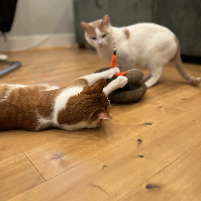 Bonded  Cpr Certified Cat Mom photo 3
