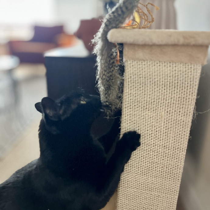 Bonded  Cpr Certified Cat Mom photo 2