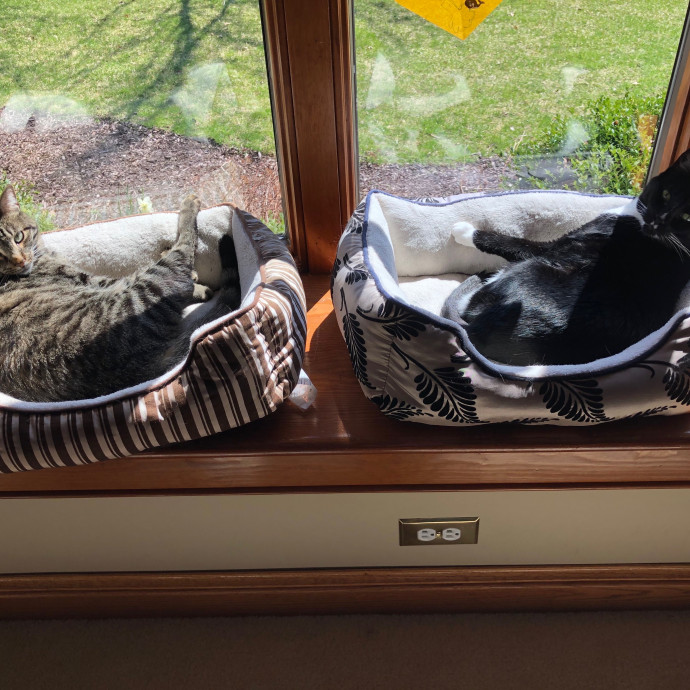 Barb's Cat Service Arlington Hts