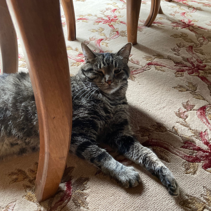 Barb's Cat Service Arlington Hts
