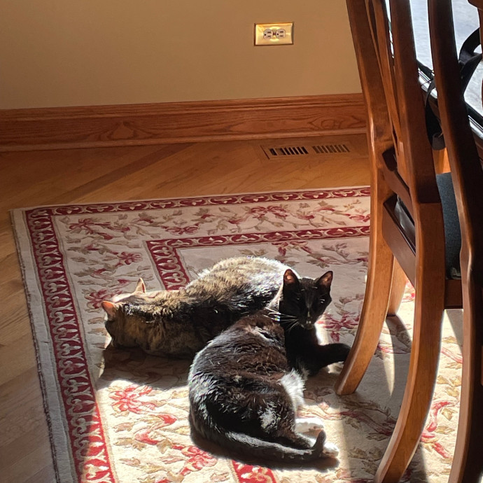 Barb's Cat Service Arlington Hts
