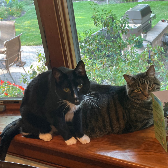 Barb's Cat Service Arlington Hts