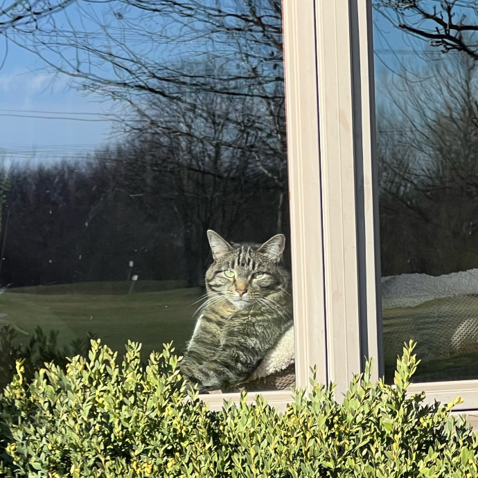 Barb's Cat Service Arlington Hts