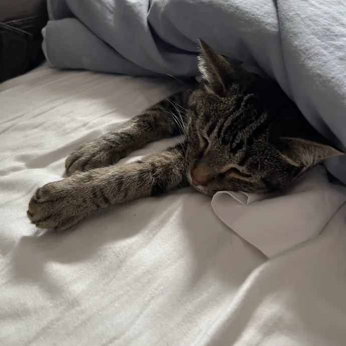 Barb's Cat Service Arlington Hts photo 3