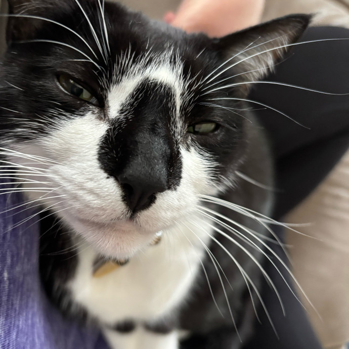 Cat Mom Spreading Love photo 2