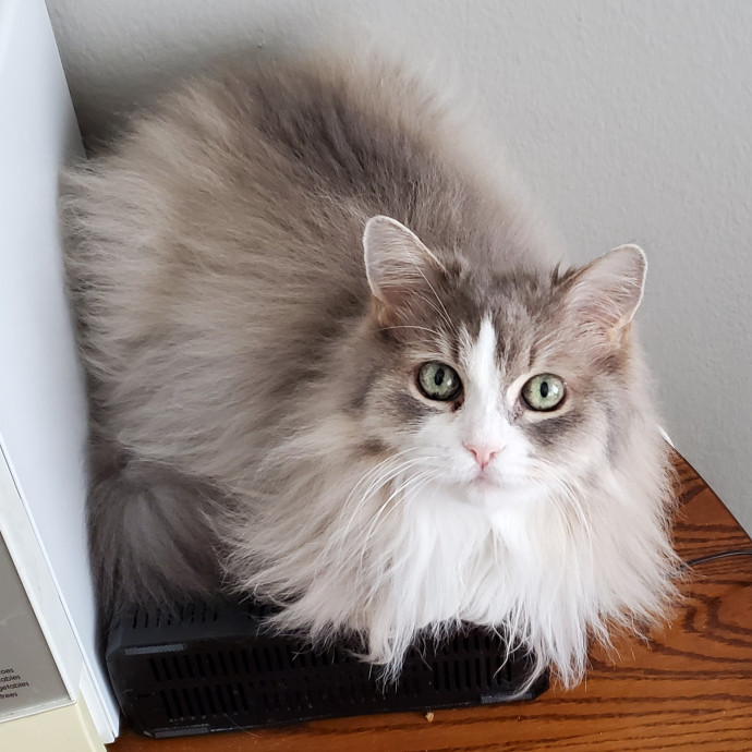 Krista's Meowntain Of Pawsitivity