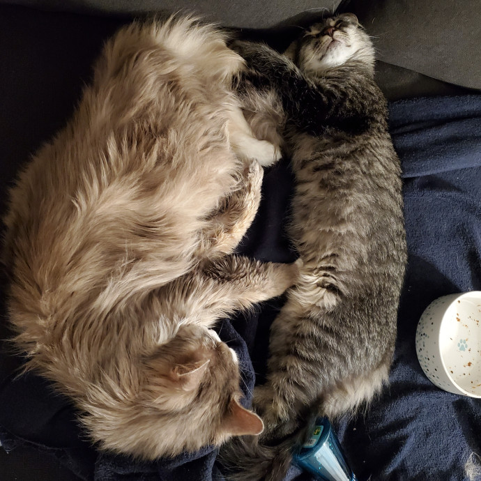 Krista's Meowntain Of Pawsitivity photo 3