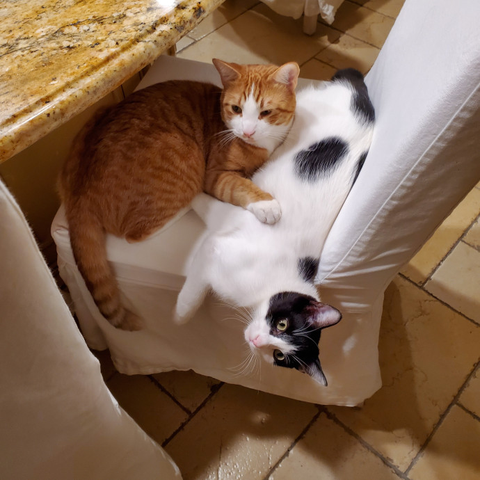 Krista's Meowntain Of Pawsitivity photo 2