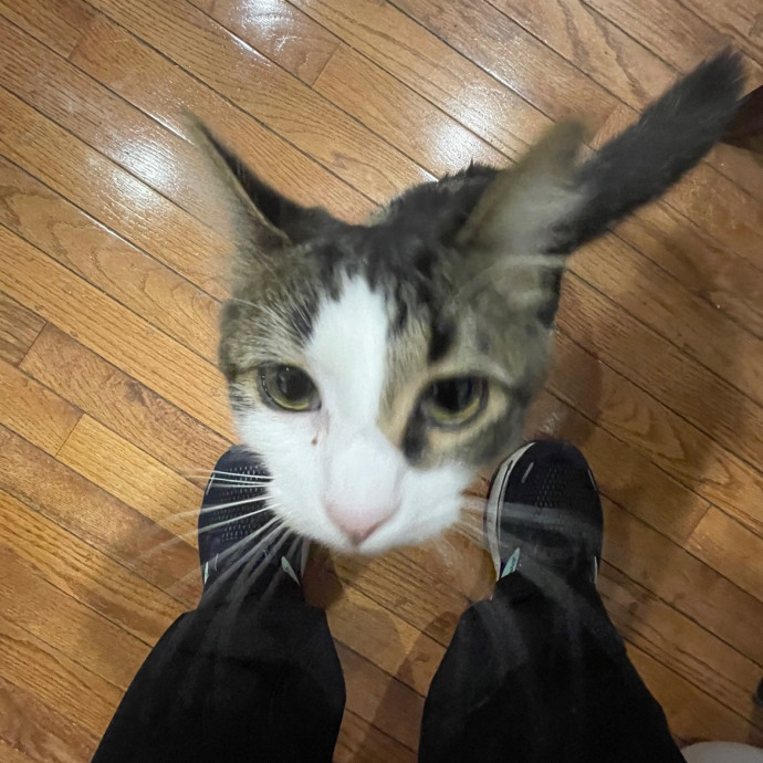 Reliable Affordable Cat Sitter