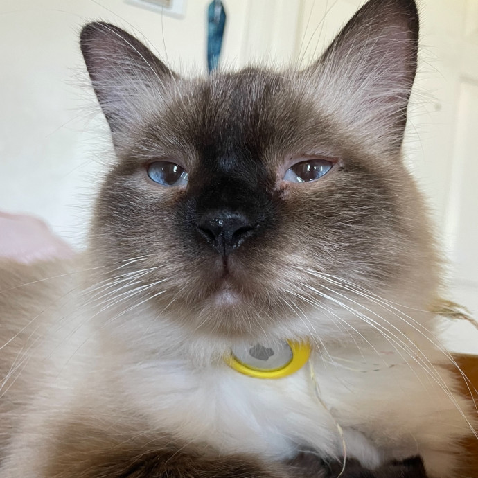 Reliable Affordable Cat Sitter