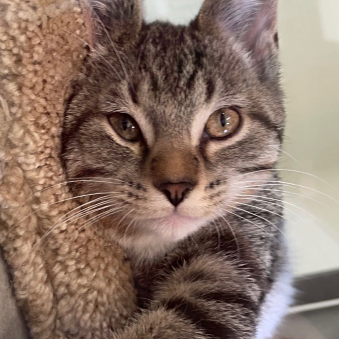 Reliable Affordable Cat Sitter photo 3