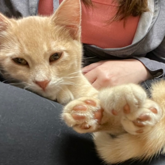 Reliable Affordable Cat Sitter photo 2