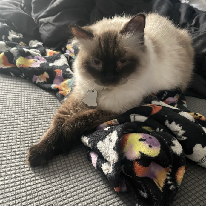 Reliable Affordable Cat Sitter photo 2
