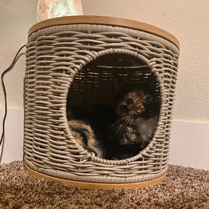 Trinity's Kitty Corner