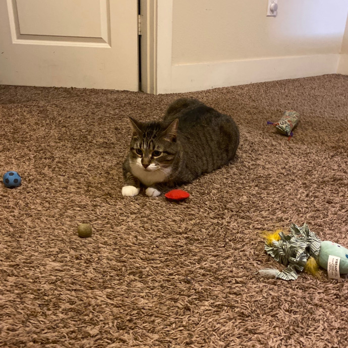 Trinity's Kitty Corner