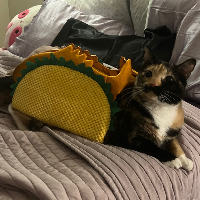 Trinity's Kitty Corner