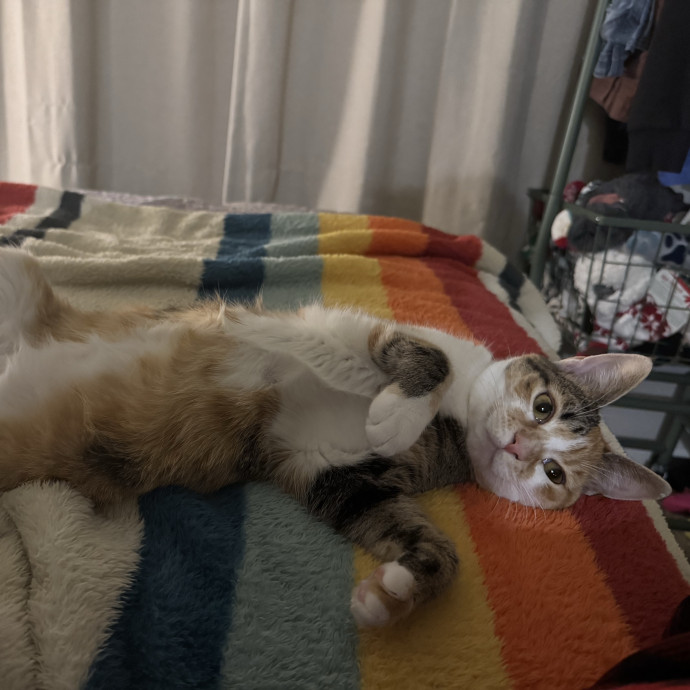 Trinity's Kitty Corner photo 2