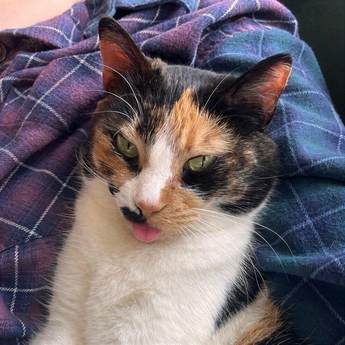 Totally Pawsome Cat Sitting In Montrose