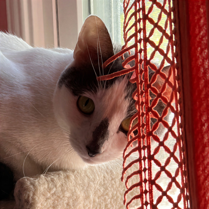 Totally Pawsome Cat Sitting In Montrose