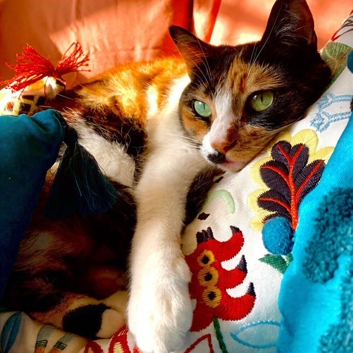 Totally Pawsome Cat Sitting In Montrose