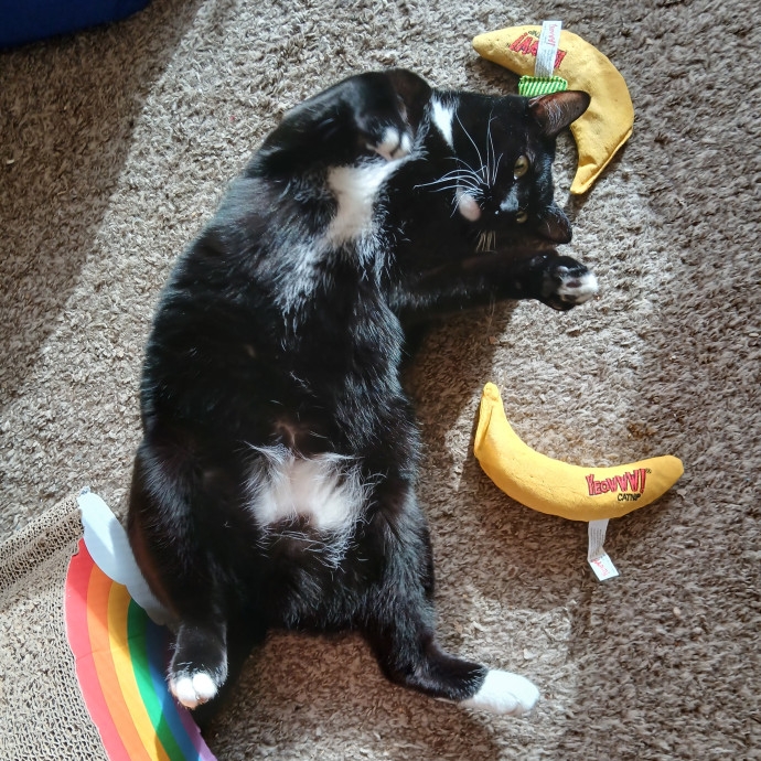 Lifelong Cat Friend