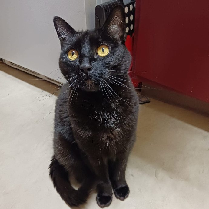 Lifelong Cat Friend