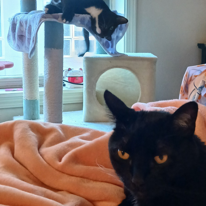 Lifelong Cat Friend