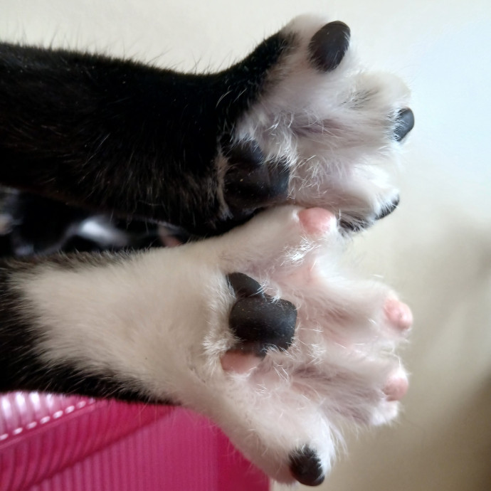 Lifelong Cat Friend photo 2