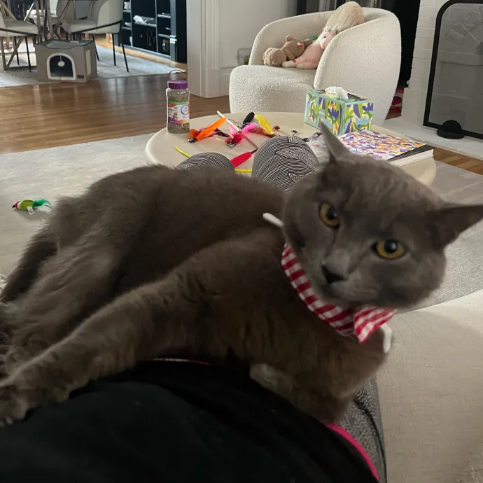 Alexa's Bay Area Kitty Care photo 3
