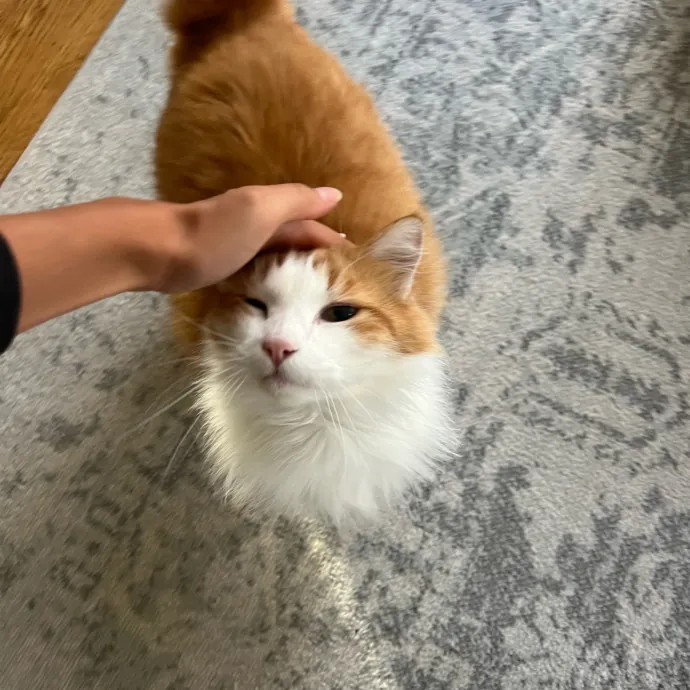 Alexa's Bay Area Kitty Care photo 2