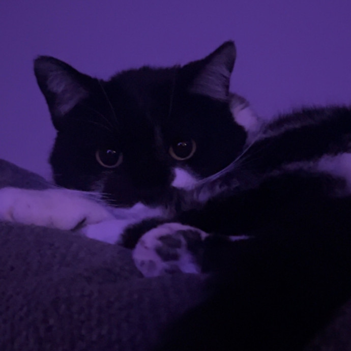 Is Your Cat Looking For A New Friend