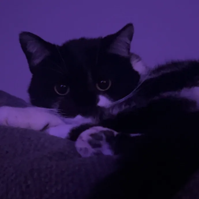 Is Your Cat Looking For A New Friend