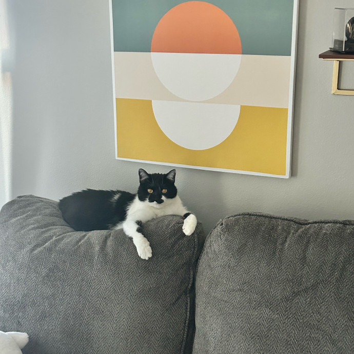 Is Your Cat Looking For A New Friend