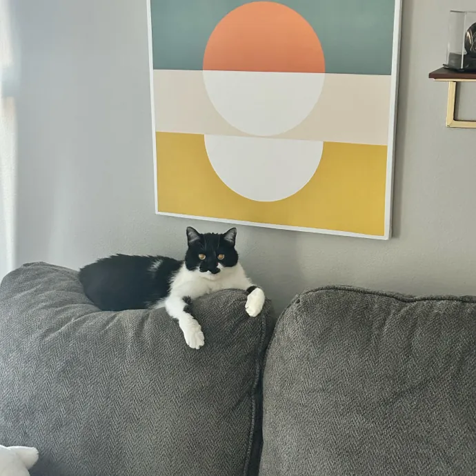 Is Your Cat Looking For A New Friend