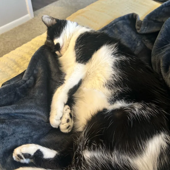 Is Your Cat Looking For A New Friend