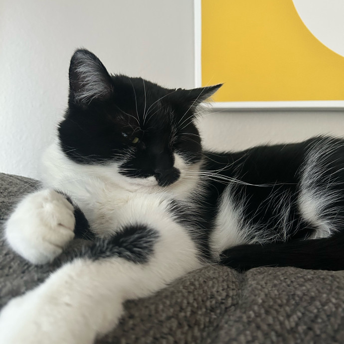 Is Your Cat Looking For A New Friend